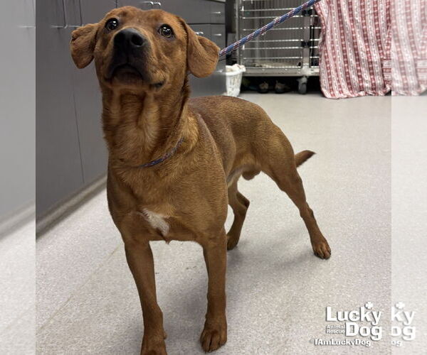 Medium Photo #1 Labrador Retriever-Retriever  Mix Puppy For Sale in Washington, DC, USA