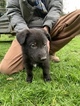 Small Photo #17 German Shepherd Dog Puppy For Sale in MYRTLE CREEK, OR, USA