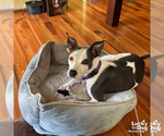 Small #8 Feist Terrier-Rat Terrier Mix