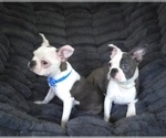 Small #7 Boston Terrier