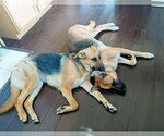 Small Photo #2 German Shepherd Dog-Unknown Mix Puppy For Sale in Rowlett, TX, USA