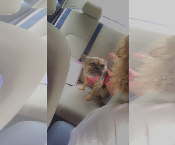 Medium Photo #3 French Bulldog Puppy For Sale in NEWTON, NJ, USA