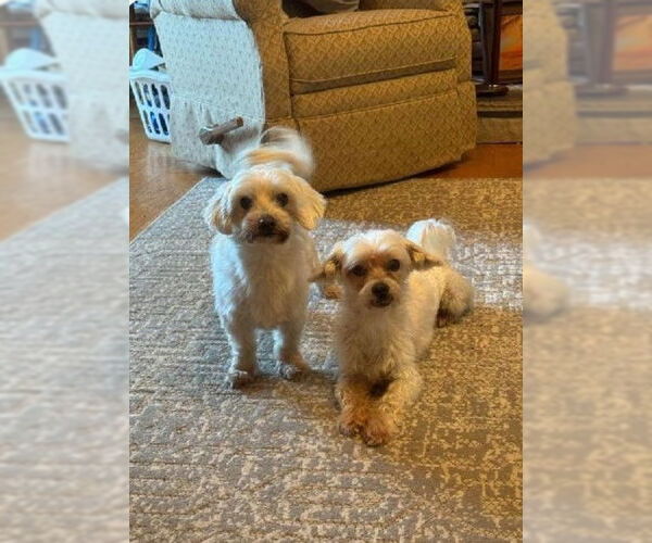 Medium Photo #10 Maltese Puppy For Sale in Arlington, VA, USA