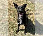 Small #1 Labrador Retriever Mix