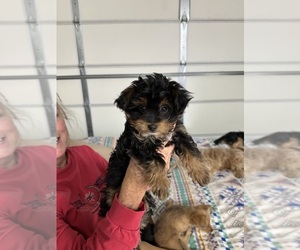 Yoranian Puppy for Sale in RENO, Nevada USA