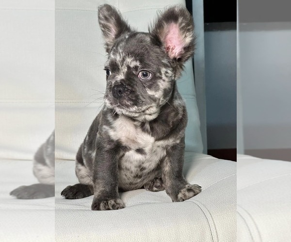 Full screen Photo #3 French Bulldog Puppy For Sale in SAG HARBOR, NY, USA