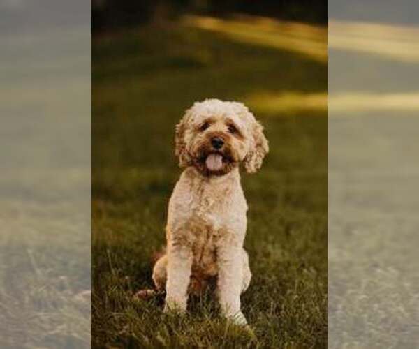 Medium Photo #1 Cockapoo (Miniature) Puppy For Sale in LOGAN, IA, USA