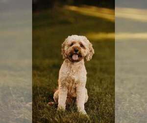 Father of the Cockapoo (Miniature) puppies born on 06/02/2026