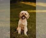 Small Photo #1 Cockapoo (Miniature) Puppy For Sale in LOGAN, IA, USA