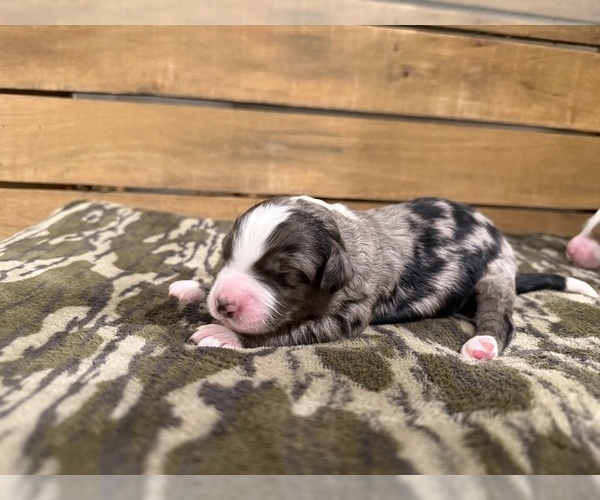 Medium Photo #1 Bernedoodle Puppy For Sale in TROY, NC, USA