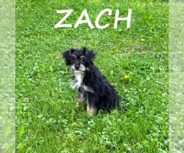 Medium Photo #1 YorkiePoo Puppy For Sale in HARTLAND, MN, USA