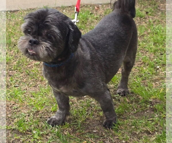 Medium Photo #2 Shih Tzu Puppy For Sale in Alexander, AR, USA