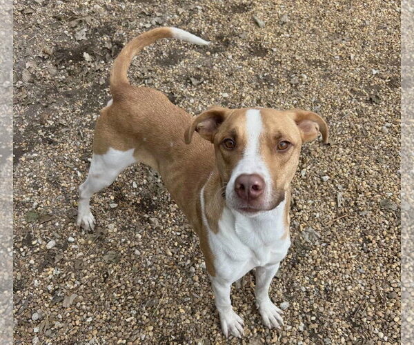 Medium Photo #2 Mutt Puppy For Sale in Anniston, AL, USA