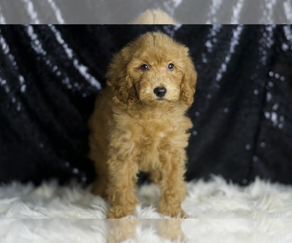 Medium Photo #1 Goldendoodle (Miniature) Puppy For Sale in WARSAW, IN, USA