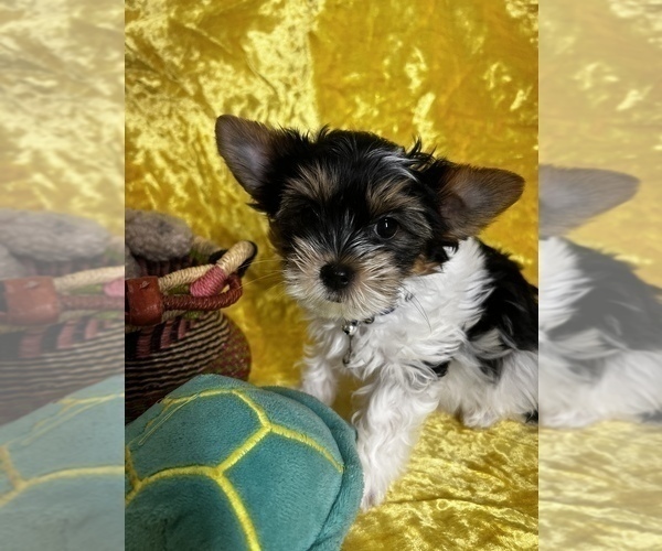 Medium Photo #7 Biewer Terrier Puppy For Sale in RNCHO CORDOVA, CA, USA