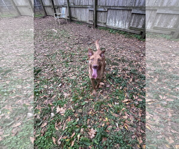 Medium Photo #1 Mutt Puppy For Sale in Jackson, MS, USA