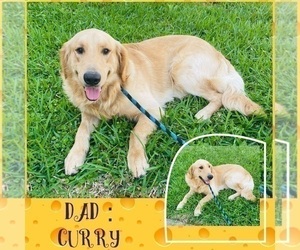Father of the Golden Retriever puppies born on 08/03/2025