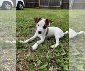 Jack Russell Terrier Puppy for sale in SAINT PETERSBURG, FL, USA