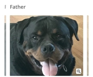 Father of the Rottweiler puppies born on 10/02/2021
