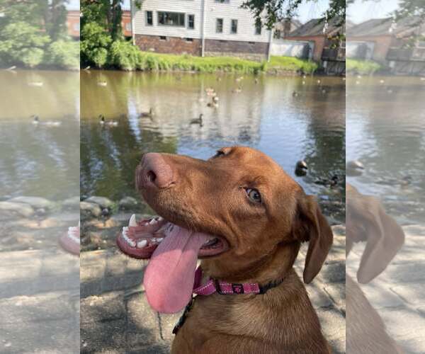 Medium Photo #3 Australian Shepherd-Doberman Pinscher Mix Puppy For Sale in Aurora, OH, USA
