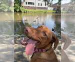 Small #2 Australian Shepherd-Doberman Pinscher Mix