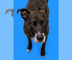 NALA - Female Mutt Dog for Adoption - Small photo
