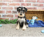 Small #12 Schnauzer (Miniature)
