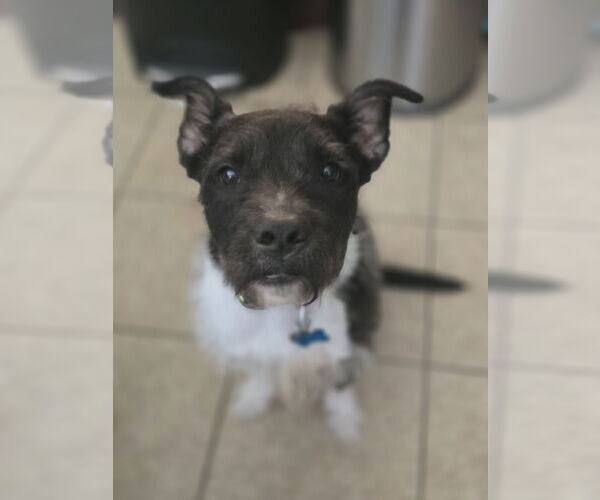 Medium Photo #2 American Staffordshire Terrier-Unknown Mix Puppy For Sale in Rosenberg, TX, USA