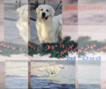 Small Photo #1 English Cream Golden Retriever Puppy For Sale in WESLEY CHAPEL, FL, USA