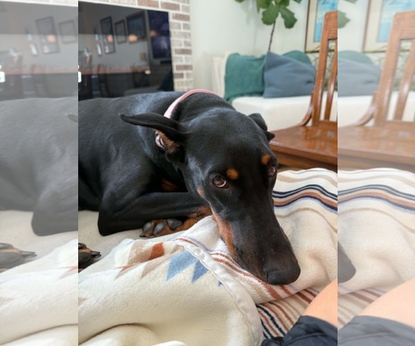 Medium Photo #2 Doberman Pinscher Puppy For Sale in Sandy, UT, USA