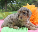 Puppy Ember Cavapoo