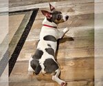 Small Photo #2 Rat Terrier Puppy For Sale in Atlanta, GA, USA