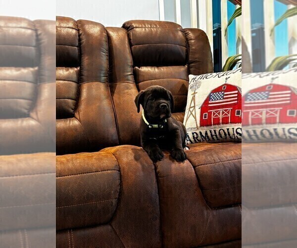 Medium Photo #3 Cane Corso Puppy For Sale in REEVESVILLE, SC, USA