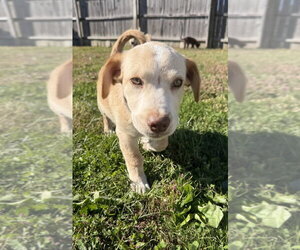 Hawaii : Hilo - Male Labrador Retriever-Unknown Mix Dog for Adoption - Photo #3