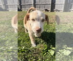 Small Photo #3 Labrador Retriever-Unknown Mix Puppy For Sale in Aurora, IN, USA