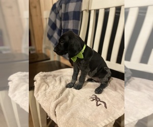German Shorthaired Pointer Puppy for sale in CAMERON, WV, USA