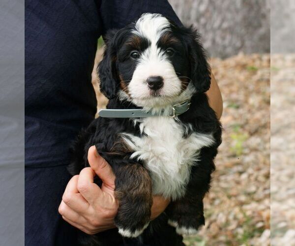 Medium Photo #4 Bernedoodle (Miniature) Puppy For Sale in HONEY BROOK, PA, USA