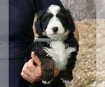 Charlie - Male Bernedoodle (Miniature) Puppy for Sale - Photo #4