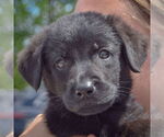 Small #5 Mutt