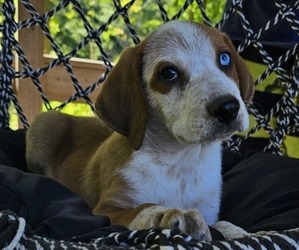 Australian Shepherd-Treeing Walker Coonhound Mix Dogs for adoption in TRUFANT, MI, USA