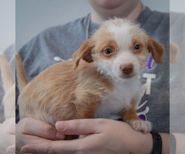 Medium Photo #2 Chiweenie Puppy For Sale in Huntley, IL, USA