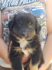 Australian Shepherd Puppy for sale in CAMDEN, OH, USA