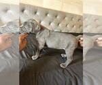 Puppy Puppy 4 Cane Corso