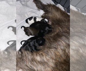 Shiffon Puppy for sale in PHENIX CITY, AL, USA