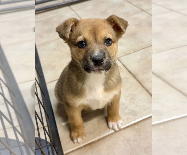 Medium Photo #1 Labrador Retriever-Unknown Mix Puppy For Sale in Green Forest, AR, USA