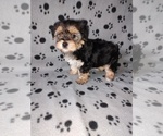 Small #8 Morkie