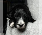Small Photo #51 Goldendoodle Puppy For Sale in HOWARD CITY, MI, USA