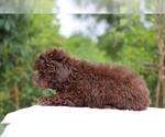 Small #7 ShihPoo