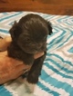 Small Photo #4 Shih-Poo Puppy For Sale in WETUMPKA, AL, USA