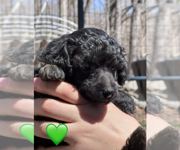 Medium Photo #4 Poodle (Miniature) Puppy For Sale in ALEXANDRIA, NH, USA